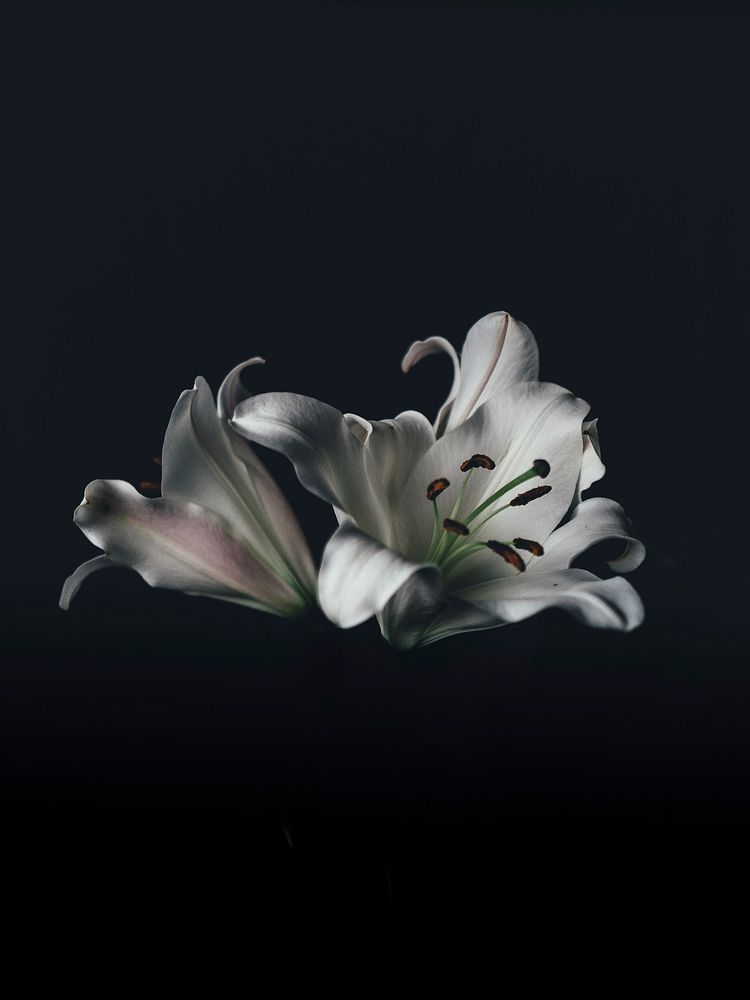 White lily in dark. Original public domain image from Wikimedia Commons