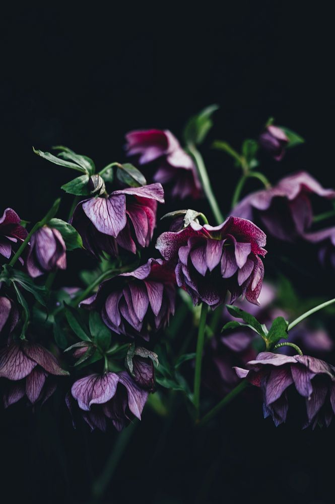 Purple flowers on the dark background. Original public domain image from Wikimedia Commons