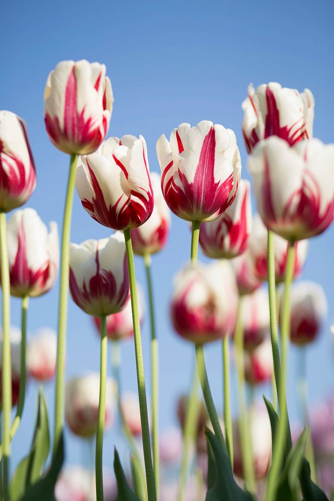Omber pink and white tulips blooming in the field with blue sky background. Original public domain image from Wikimedia…