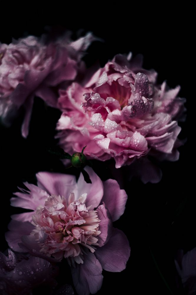 Pink peonies, black background. Original public domain image from Wikimedia Commons