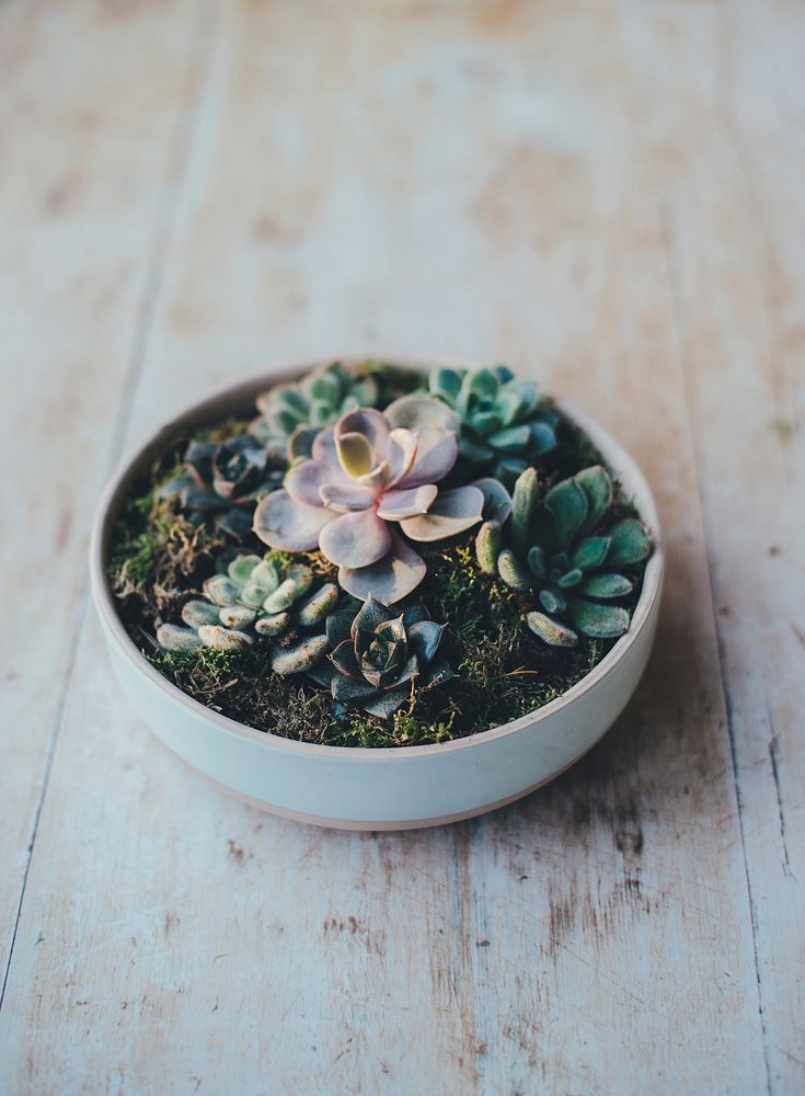 A bowl of succulents on a table. Original public domain image from Wikimedia Commons