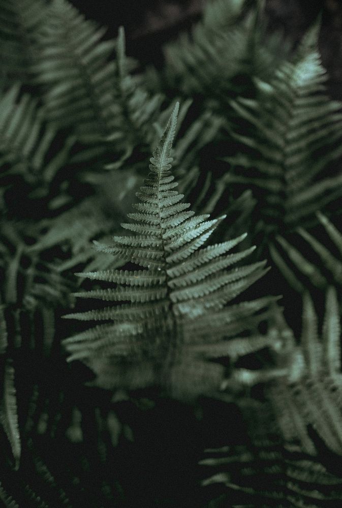 Ferns. Original public domain image from Wikimedia Commons