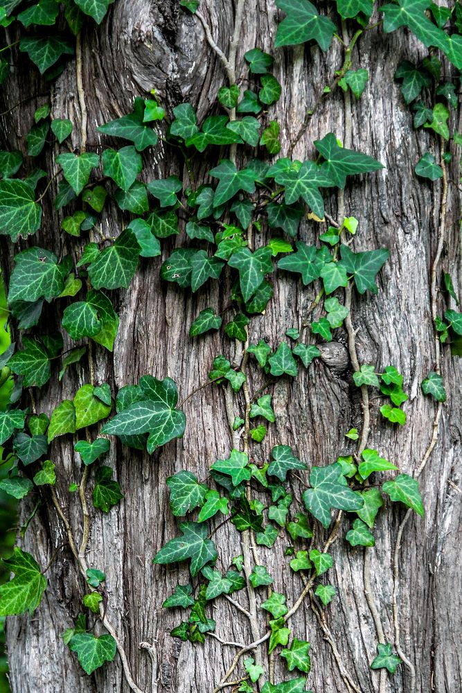 Green Ivy leaves on a tree. Original public domain image from Wikimedia Commons