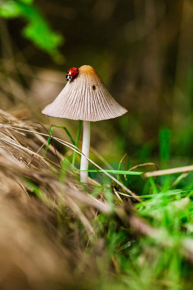 Ladybug climbs down a wild mushroom in the forest. Original public domain image from Wikimedia Commons