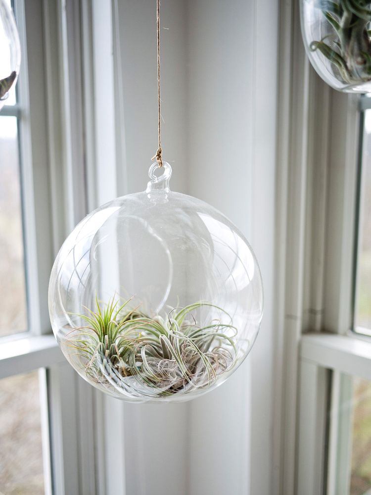 Clear glass hanging airplant from the ceiling. Original public domain image from Wikimedia Commons