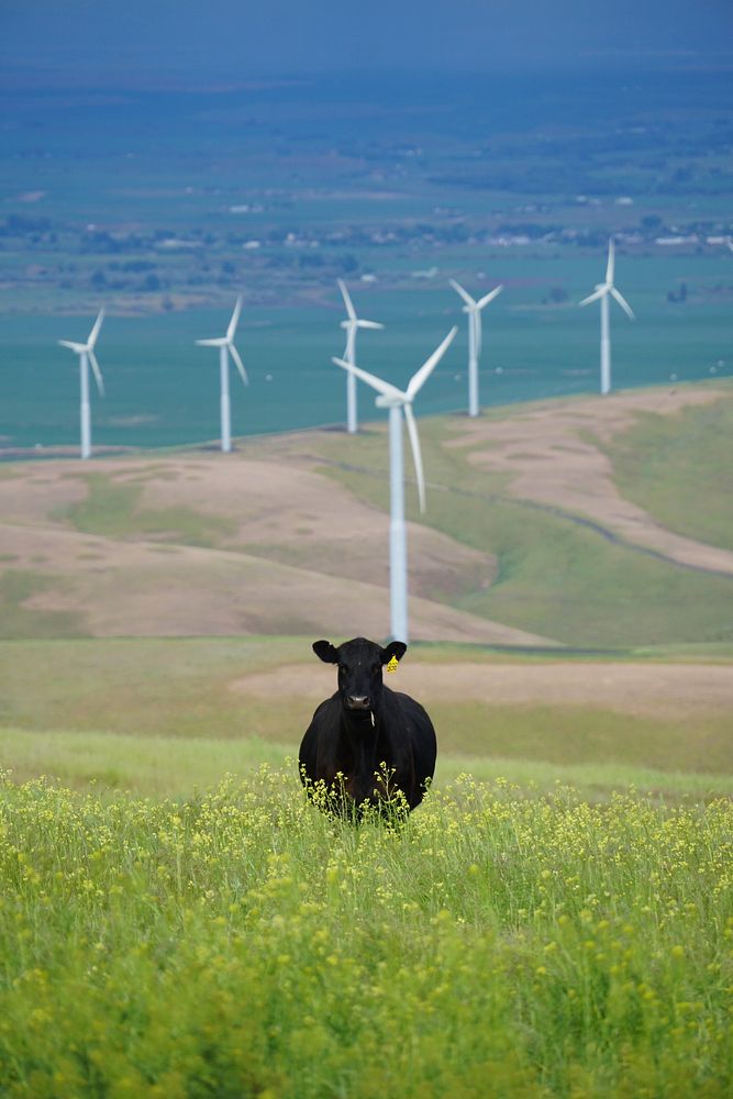 Cow in a field. Original public domain image from Wikimedia Commons