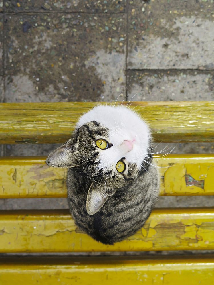 Gray and white cat looks up on a yellow bench. Original public domain image from Wikimedia Commons