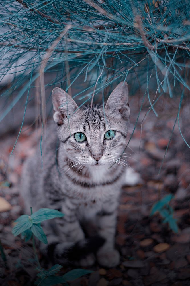 Cat in a forest. Original public domain image from Wikimedia Commons