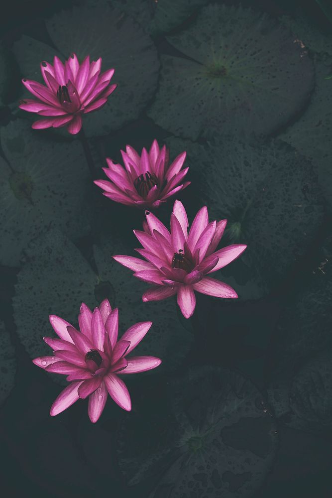 Blooming water lilies. Original public domain image from Wikimedia Commons