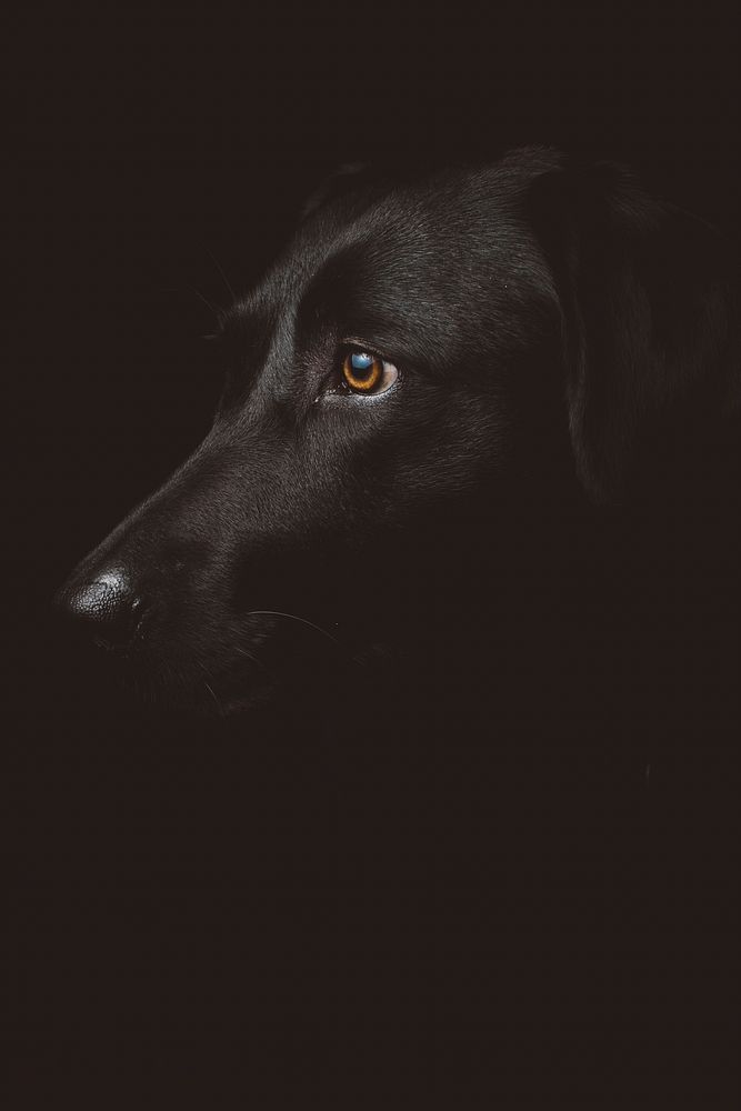 Black labrador retriever dog. Original public domain image from Wikimedia Commons
