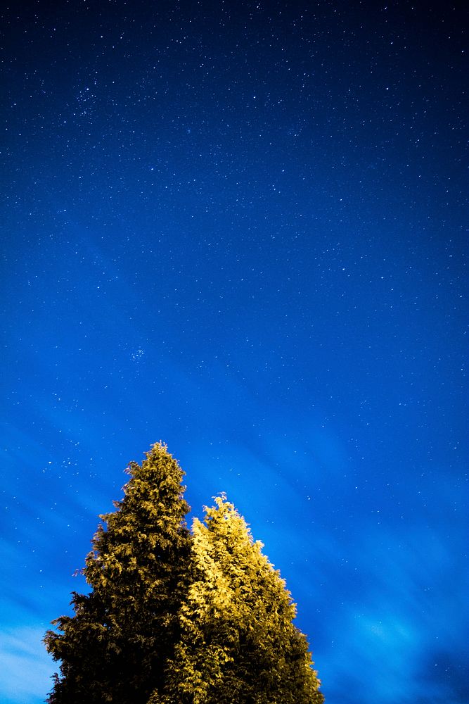 Brown leafed tree with starry night sky. Original public domain image from Wikimedia Commons