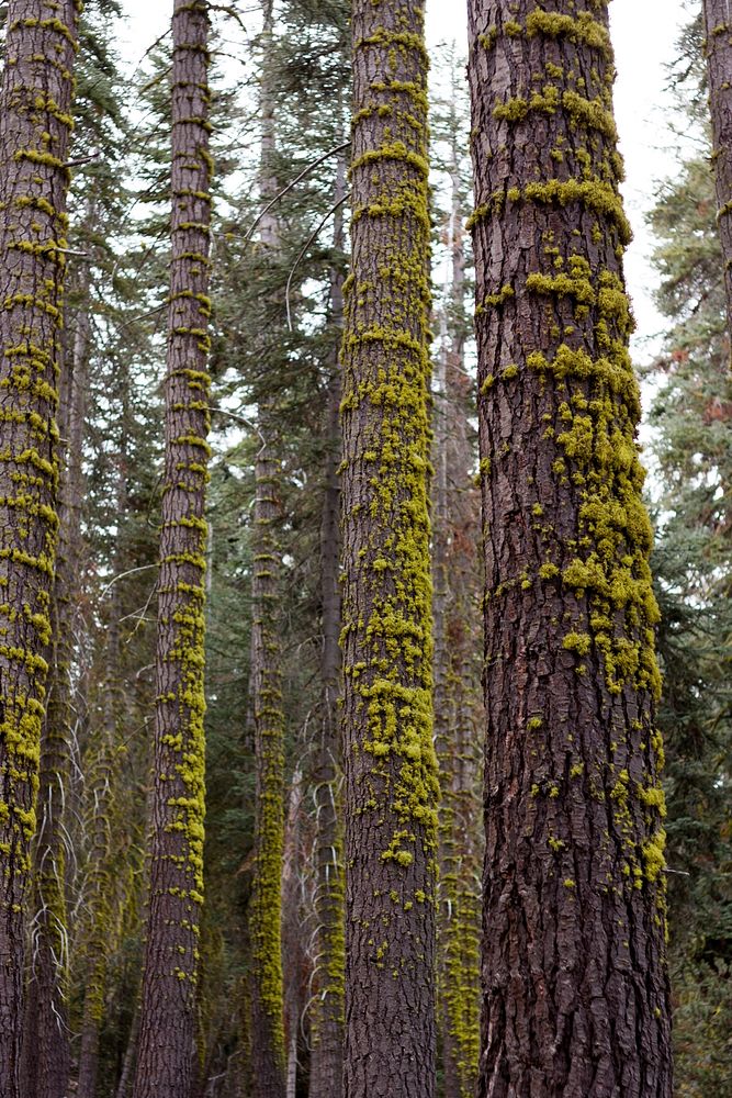 Moss on the bark of tall trees near Lake Alpine. Original public domain image from Wikimedia Commons