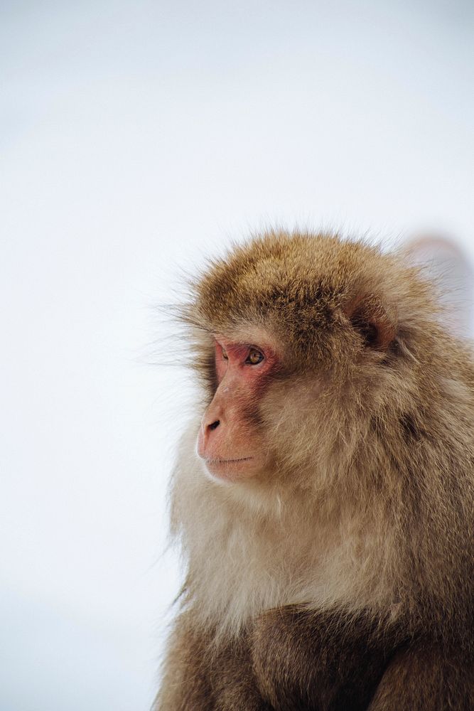 A Snow Monkey Niseko. Original public domain image from Wikimedia Commons