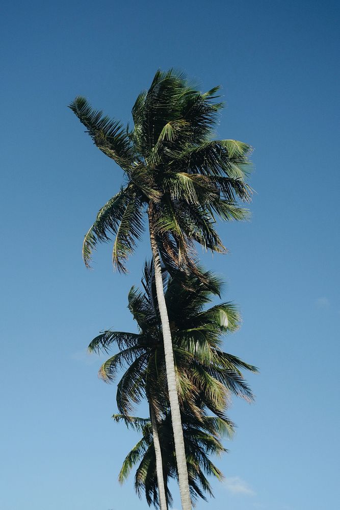Summer palm tree, tropical background. Original public domain image from Wikimedia Commons