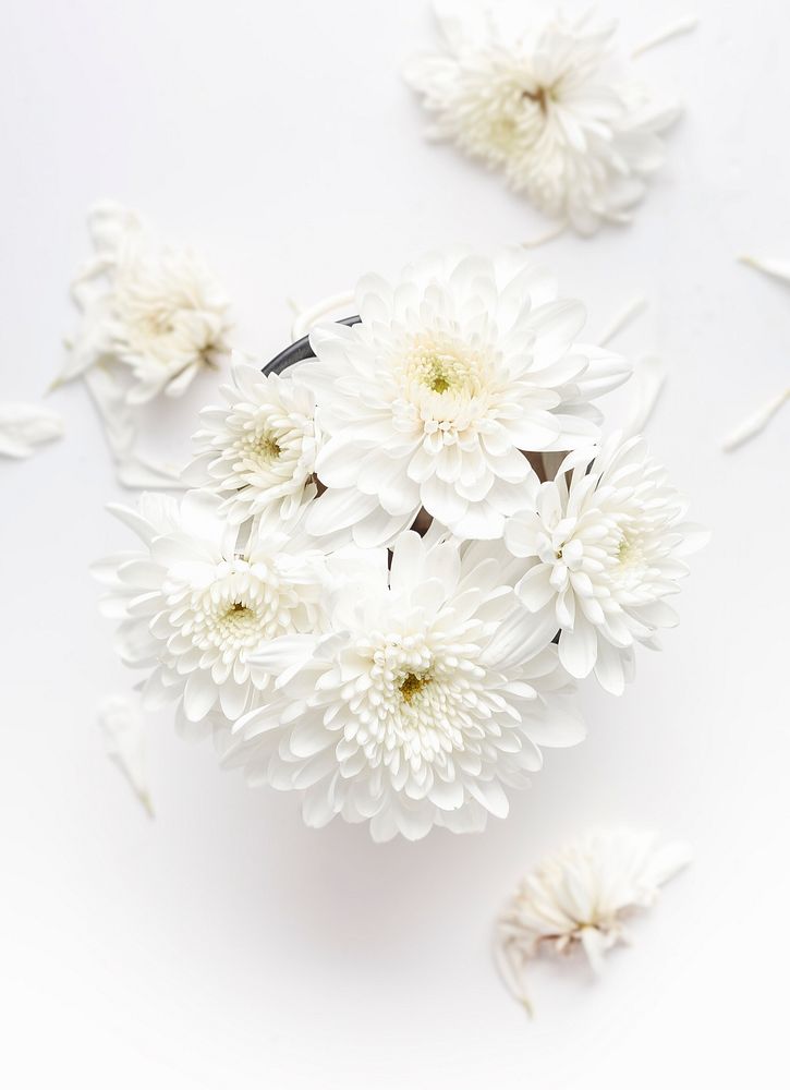 A top view of white dahlias on a white surface. Original public domain image from Wikimedia Commons