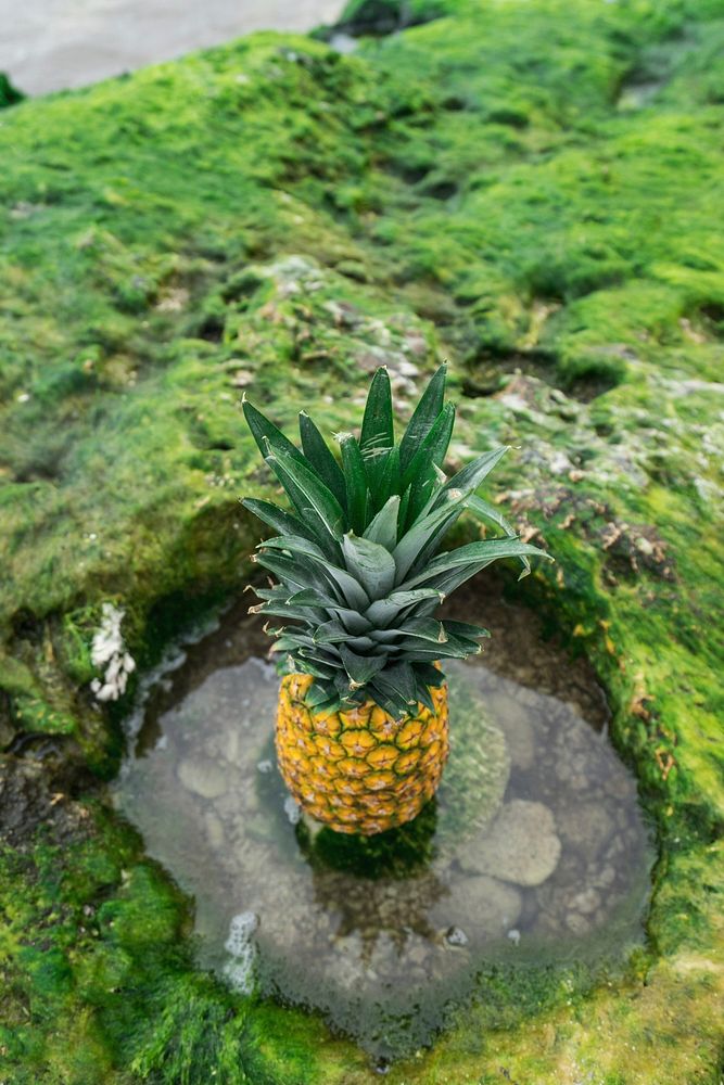 A pineapple on top of a mossy rock. Original public domain image from Wikimedia Commons