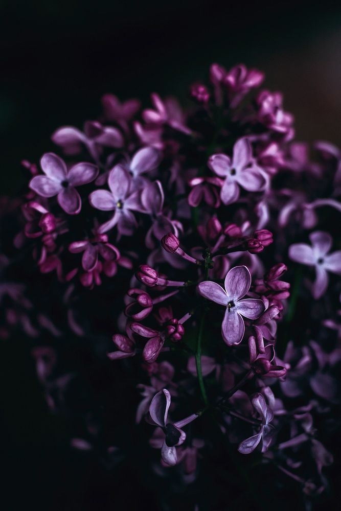 A close-up of purple lilac flowers against a black background. Original public domain image from Wikimedia Commons