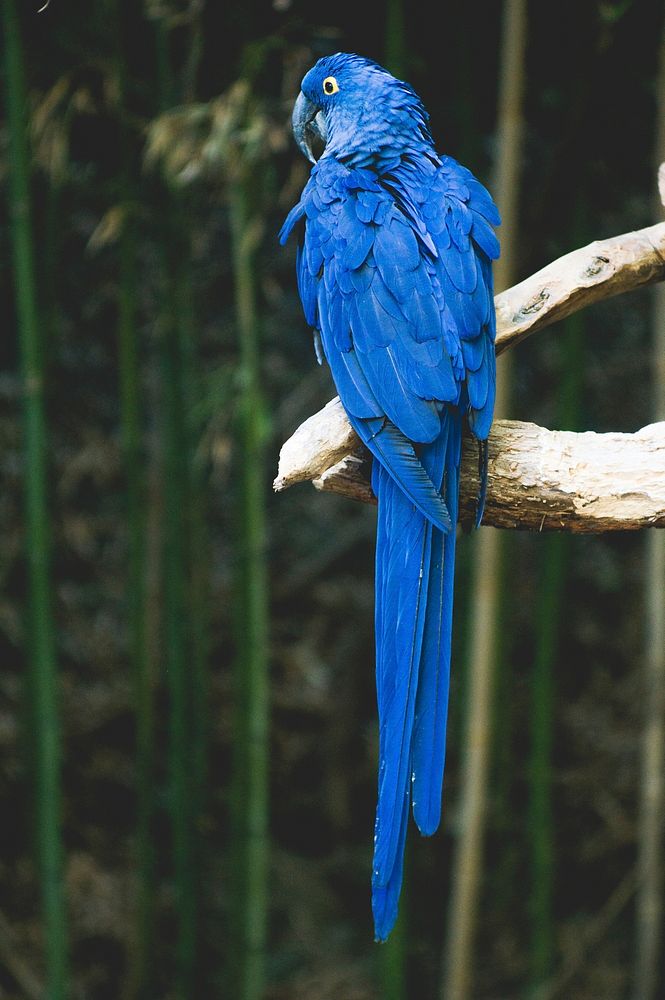 Colorful blue parrot with vibrant feathers perched on a branch. Original public domain image from Wikimedia Commons