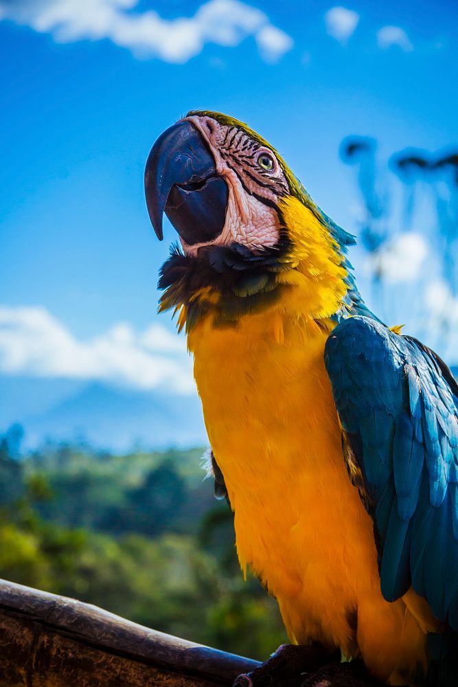 Yellow and blue parrot. Original public domain image from Wikimedia Commons