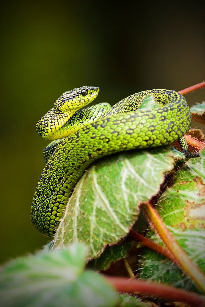 A snake with green and black scales coiled around a leaf. Original public domain image from Wikimedia Commons