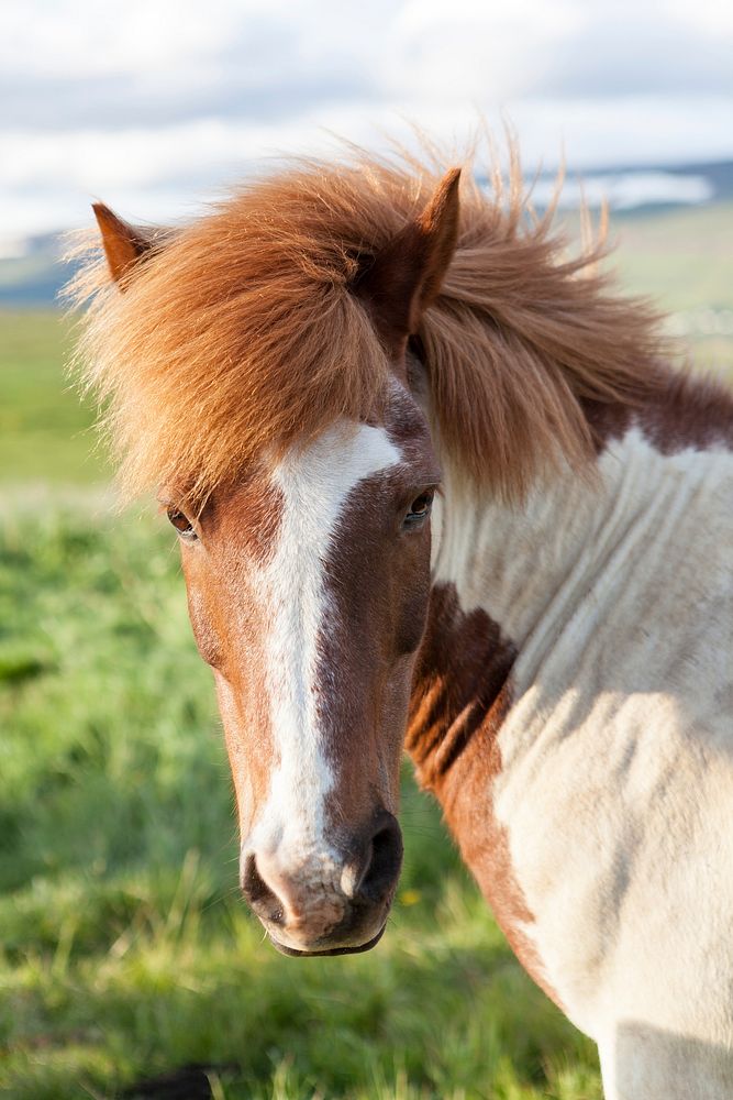 A skewbald horse with a thick mane turns its head to the side. Original public domain image from Wikimedia Commons