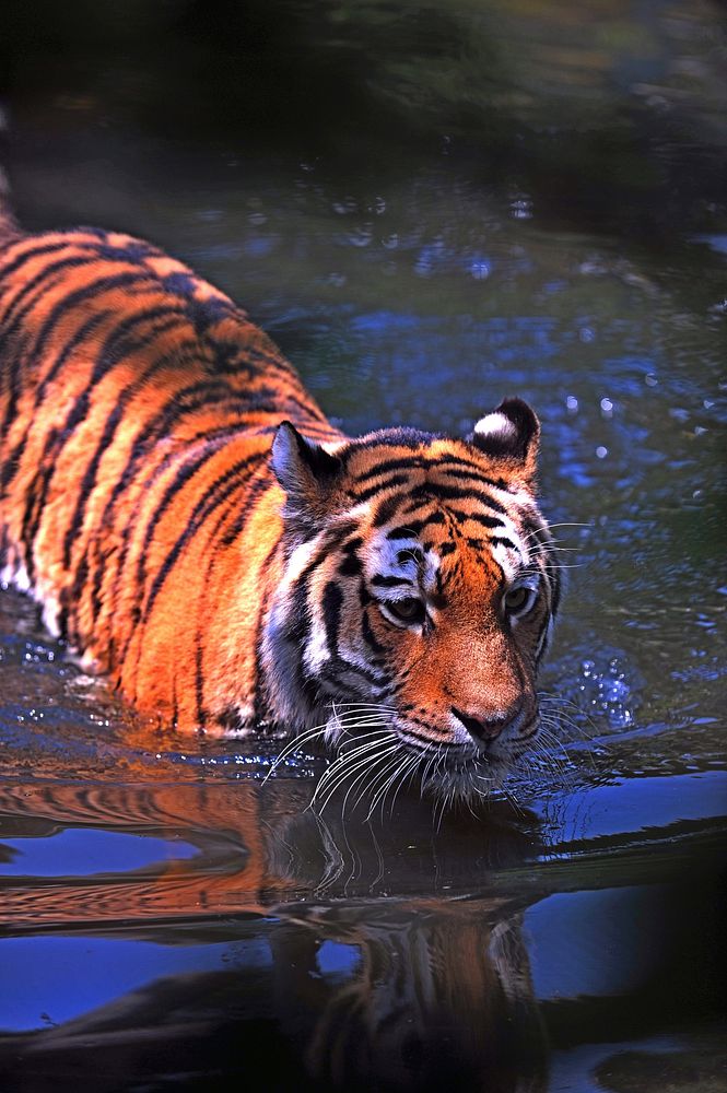 A large tiger wading through water. Original public domain image from Wikimedia Commons