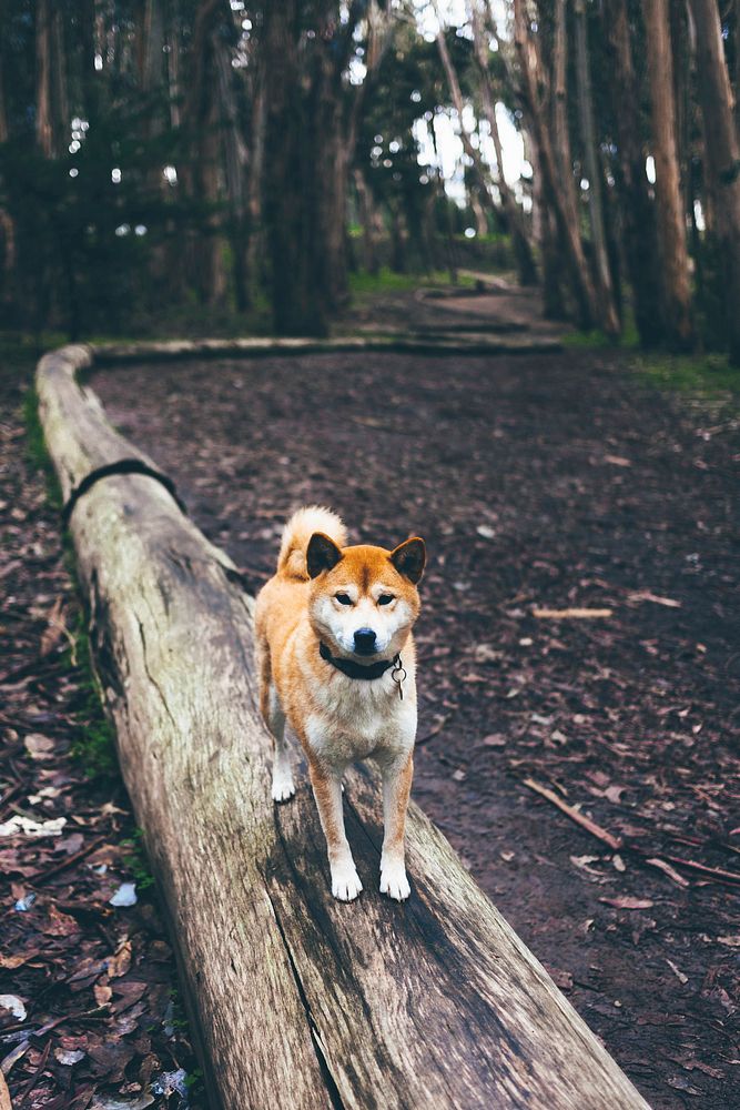 A dog standing on a log in a forest called Lover's Lane. Original public domain image from Wikimedia Commons