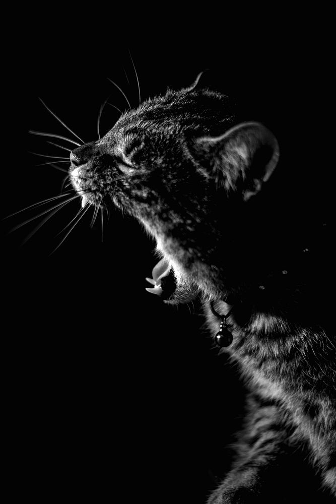 Furry cat with collar and bell yawning showing sharp teeth against black background. Original public domain image from…