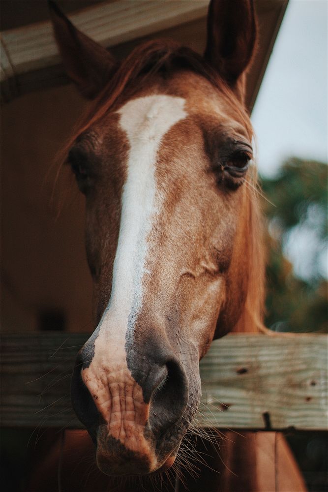 Closeup of horse head. Original public domain image from Wikimedia Commons