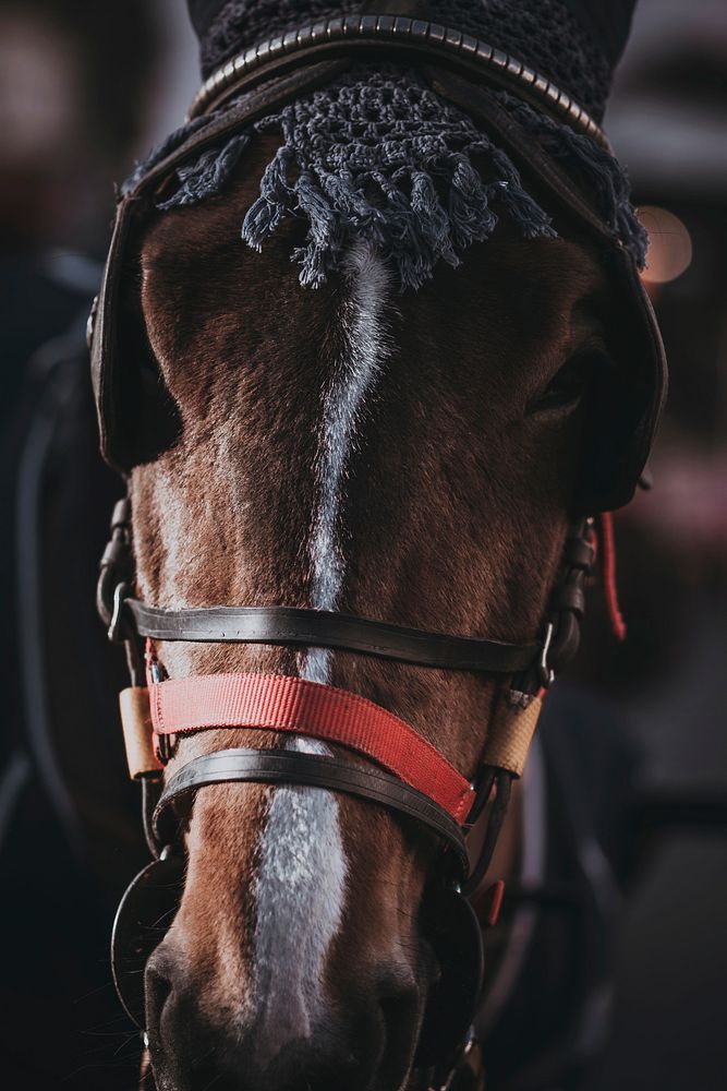 A close-up of the head of a horse with blinkers on. Original public domain image from Wikimedia Commons