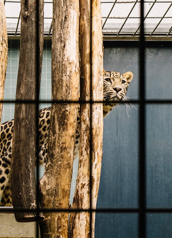 A leopard looking out from behind vertically arranged wood logs in a cage. Original public domain image from Wikimedia…