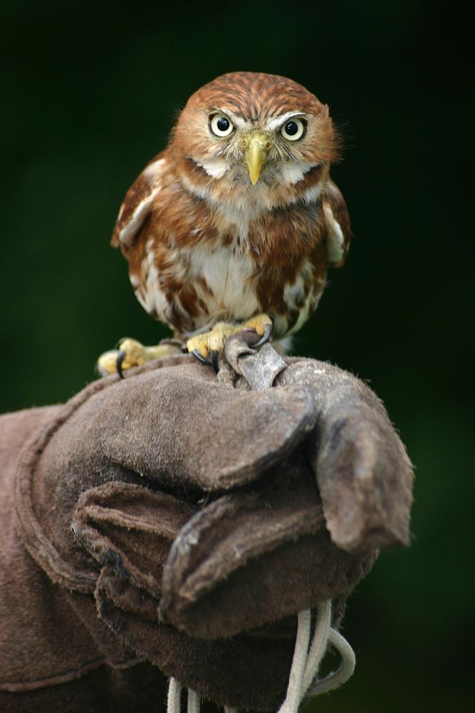 Small owl. Original public domain image from Wikimedia Commons