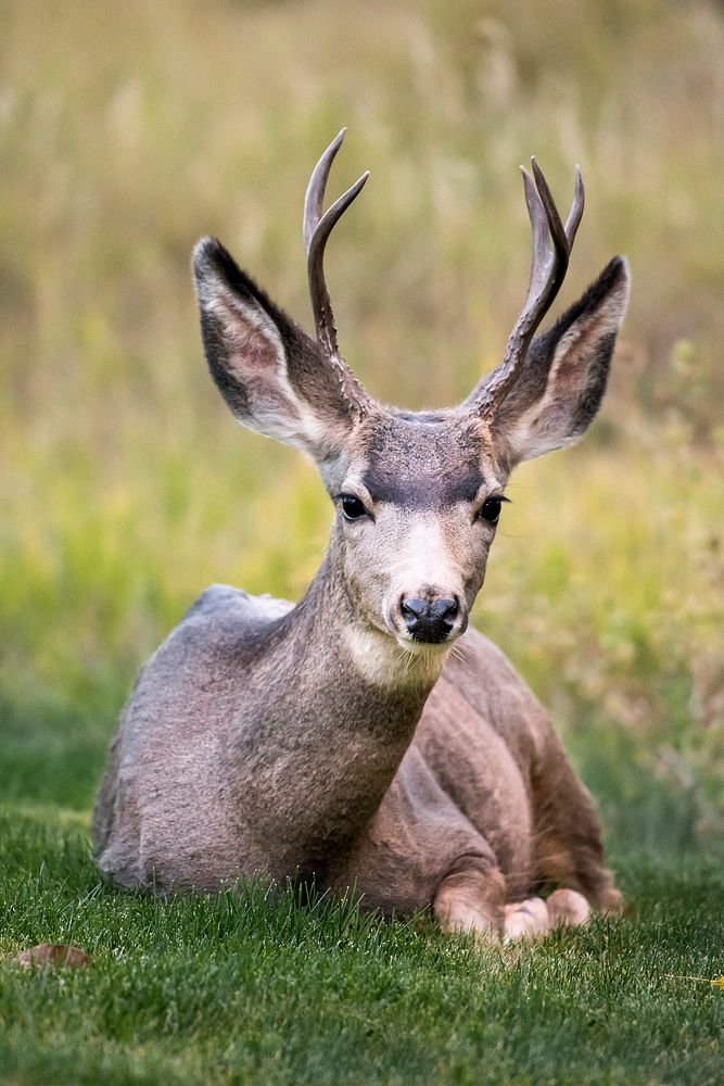 Deer sits on yard. Original public domain image from Wikimedia Commons