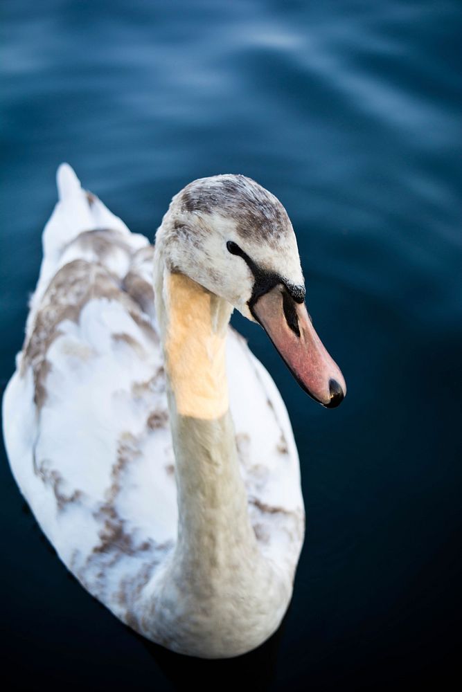 White and black swan in Scunthorpe, United Kingdom. Original public domain image from Wikimedia Commons