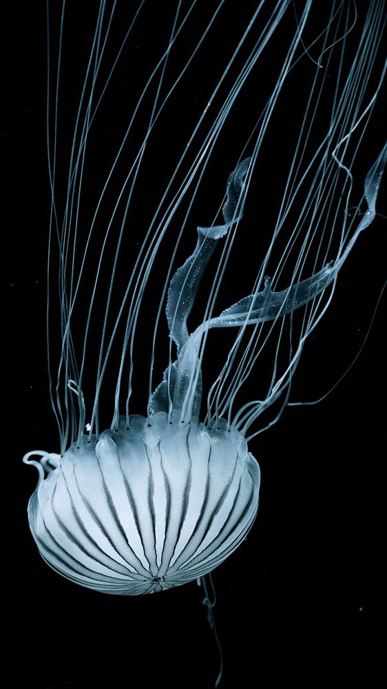 Jellyfish iPhone wallpaper, swimming in the dark ocean. Original image from Wikimedia Commons