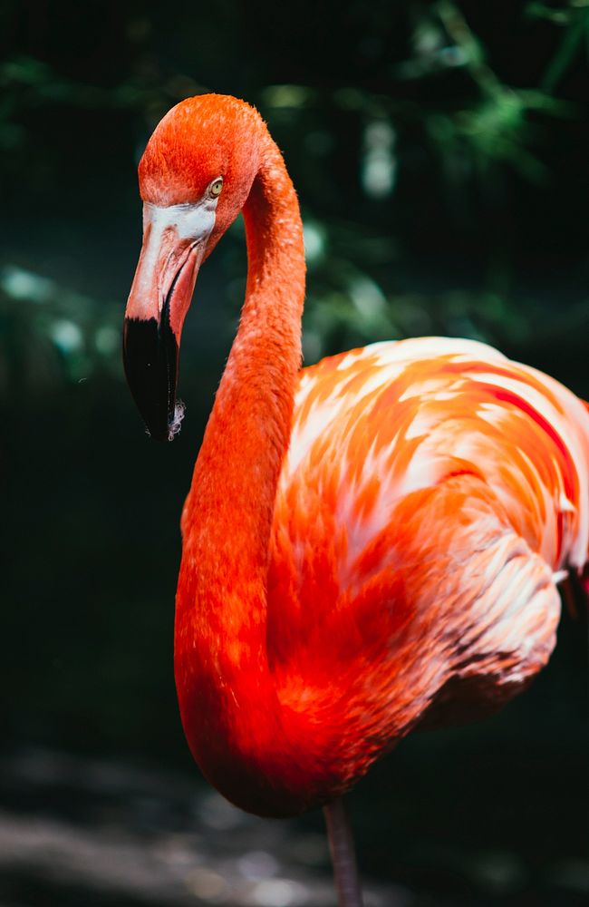 Flamingo. Original public domain image from Wikimedia Commons