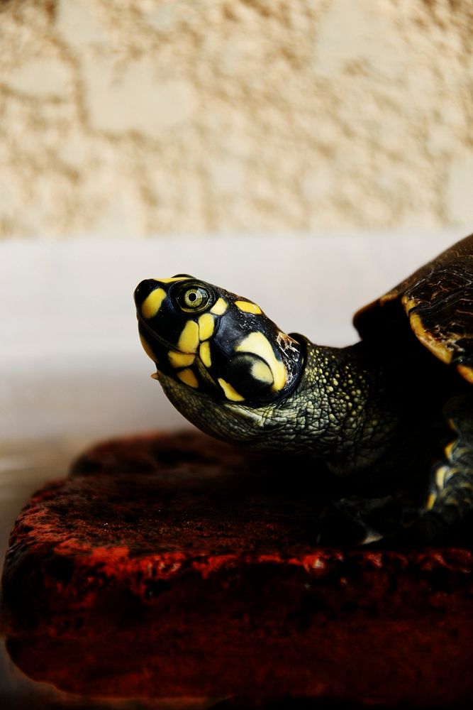 A yellow spotted turtle's profile. Original public domain image from Wikimedia Commons