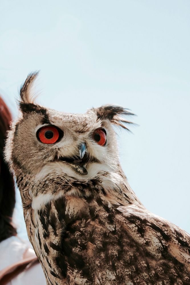 An owl sitting on a person's shoulder. Original public domain image from Wikimedia Commons