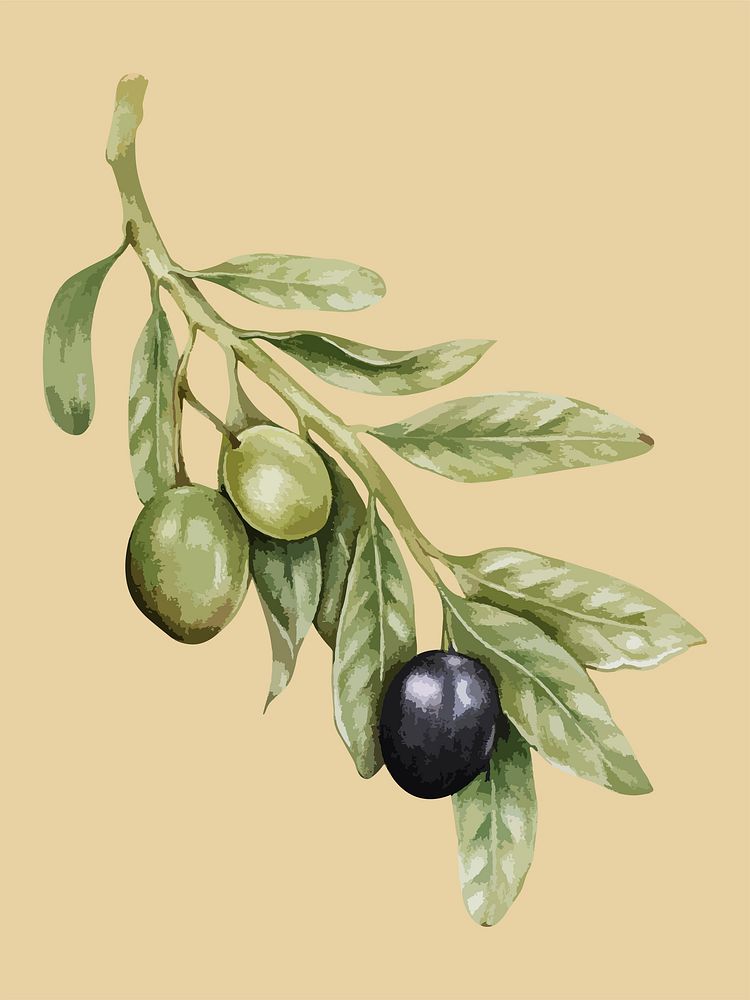 Illustration of olives