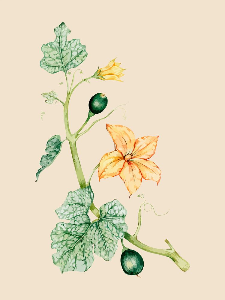 Illustration of yellow vegetable flowers