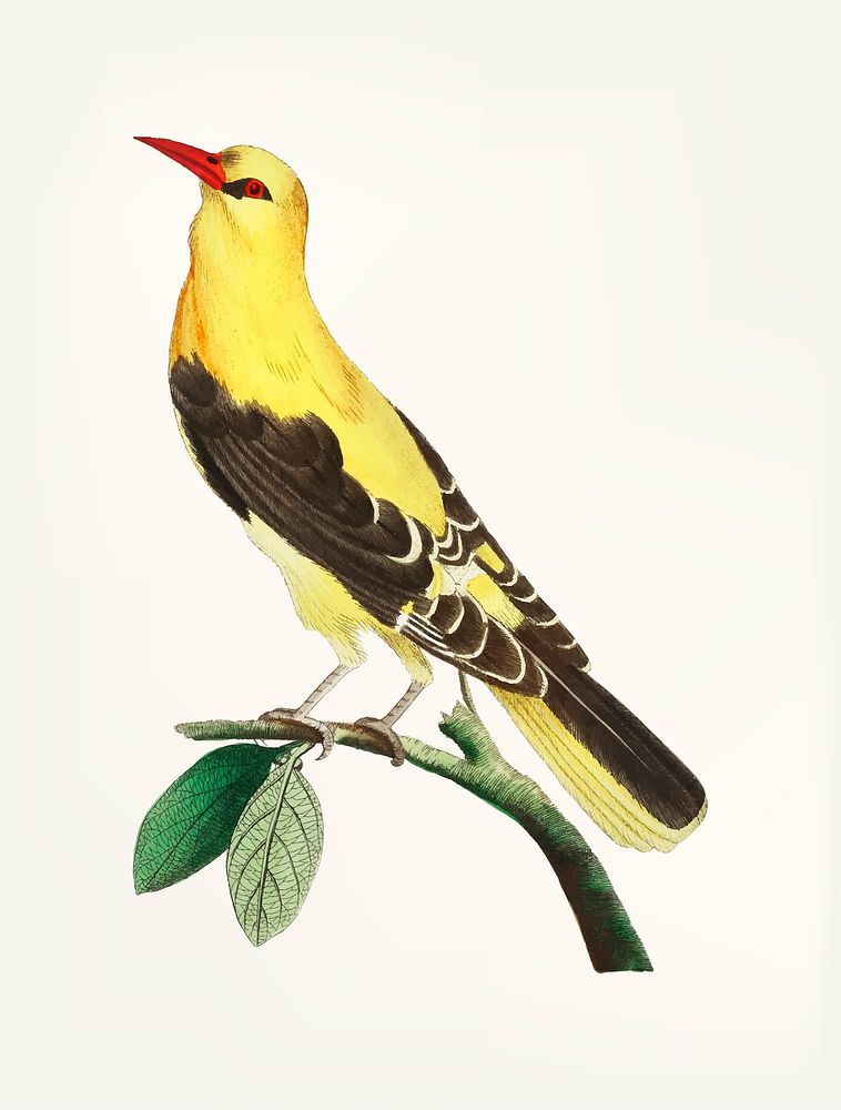 Vintage illustration of golden thrush