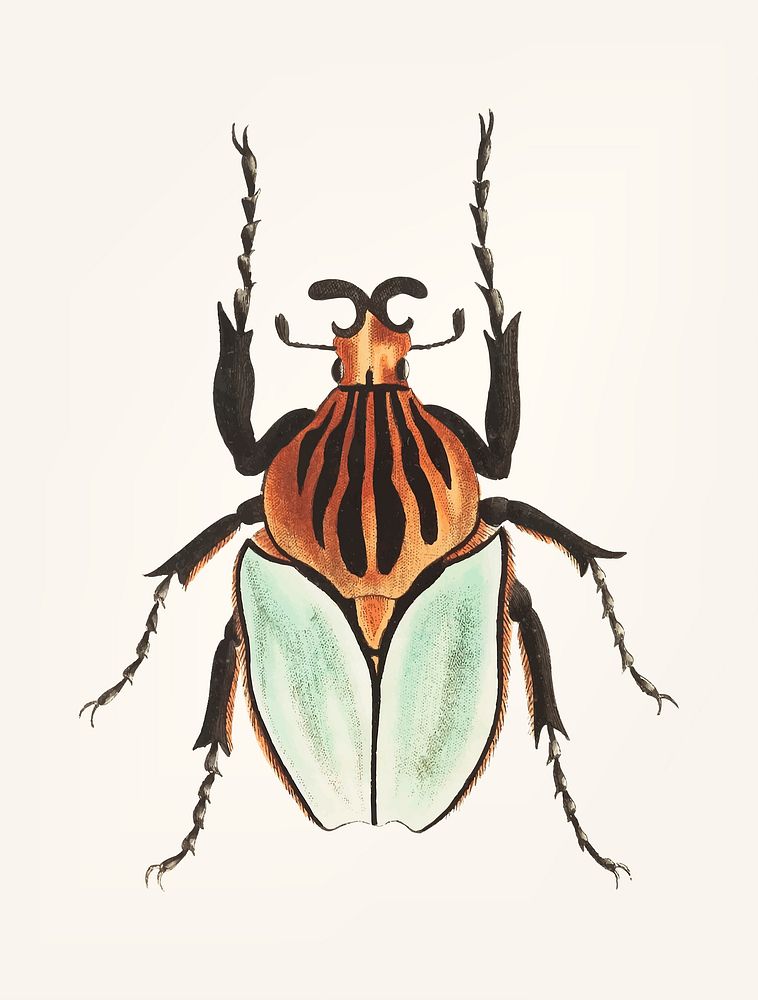 Vintage illustration of cacique beetle
