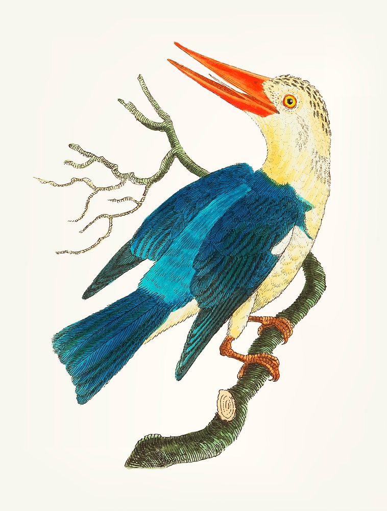 Vintage illustration of blue-green kingfisher