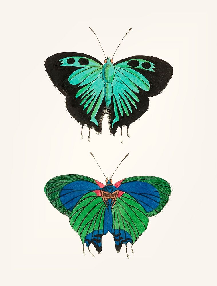 Vintage illustration of black double-tailed butterfly