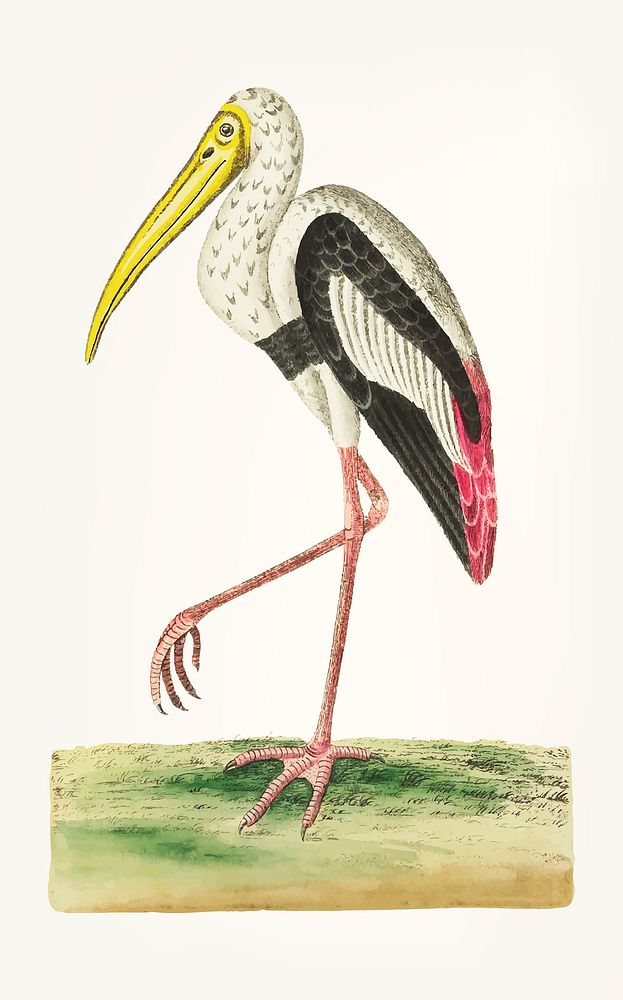 Vintage illustration of white ibis