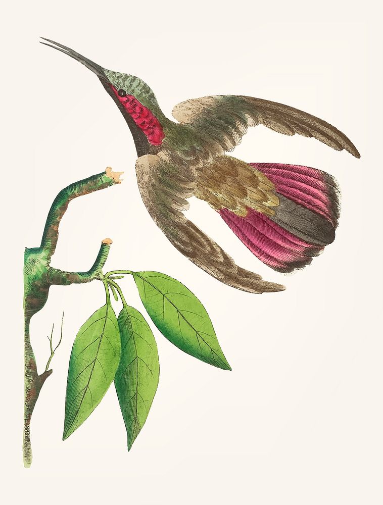 Vintage illustration of purple tailed hummingbird