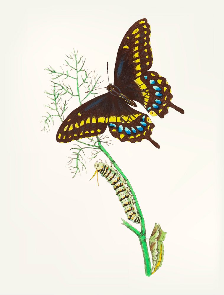 Vintage illustration of butterfly