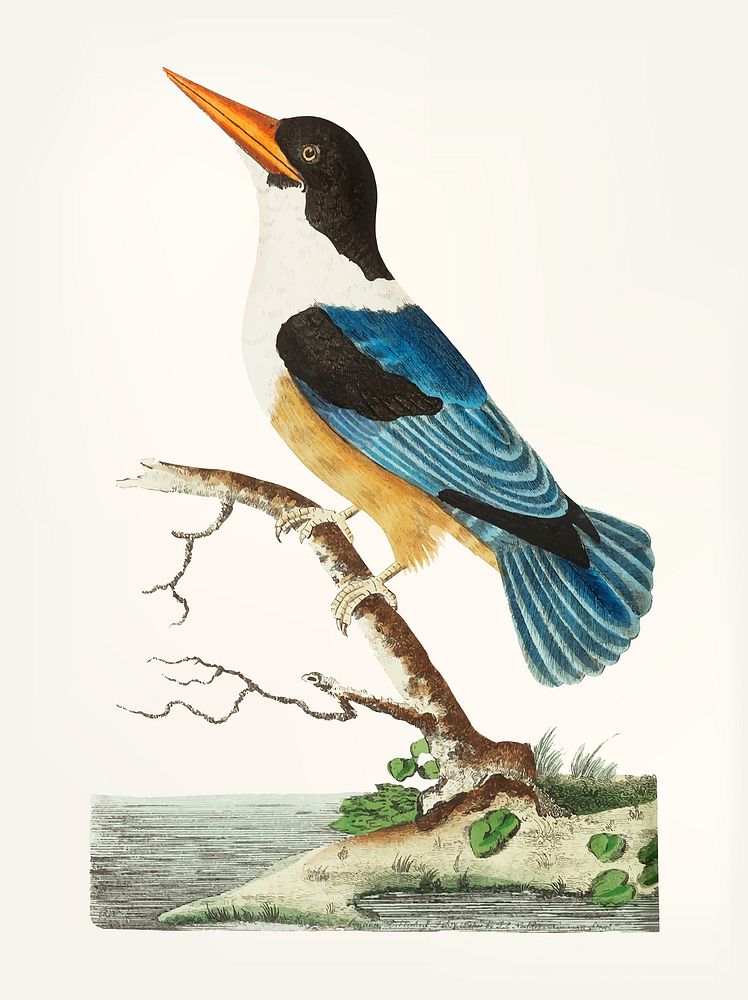 Vintage illustration of black-capped kingfisher