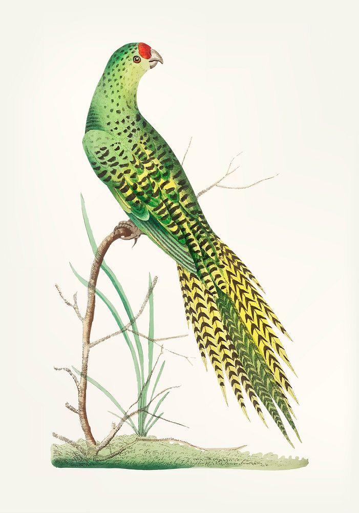 Vintage illustration of long-tailed parrot