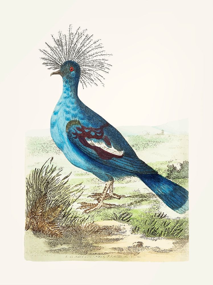 Vintage illustration of crowned pigeon